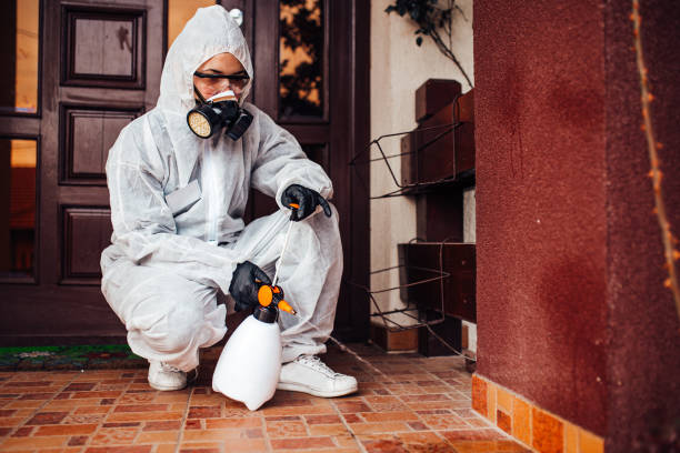 Reliable Termite Control contractor in Chula Vista, CA by Nex Pest Control